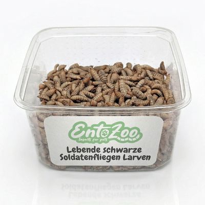 EntoZoo lebende Hermetia Larven