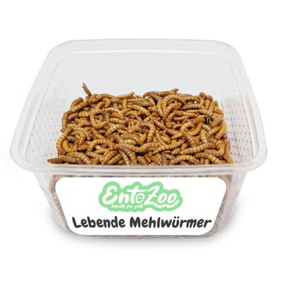 EntoZoo lebende Mehlwürmer