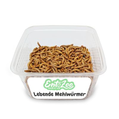 EntoZoo lebende Mehlwürmer