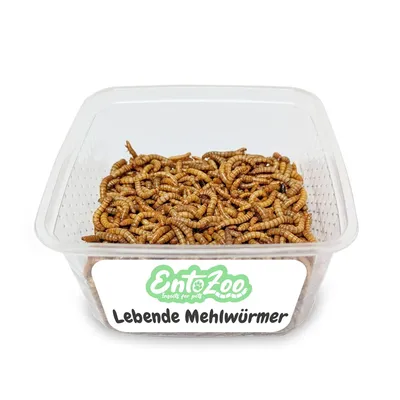 EntoZoo lebende Mehlwürmer EntoZoo lebende Mehlwürmer
