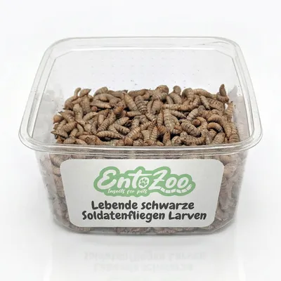 EntoZoo lebende Hermetia Larven EntoZoo lebende Hermetia Larven
