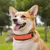 HausPets Collier Chien Maille Réfléchissant Réglable Nylon Ultra Léger HausPets Collier Chien Maille Réfléchissant Réglable Nylon Ultra Léger