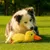 HausPets Hundespielzeug Ente Plüsch Gelb Quietschend Anti-Stress