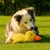 HausPets Hundespielzeug Ente Plüsch Gelb Quietschend Anti-Stress