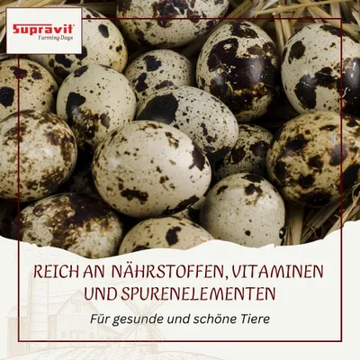 Supravit Wachtelfutter - Alleinfutter Körnermischung für Wachteln Supravit Wachtelfutter - Alleinfutter Körnermischung für Wachteln