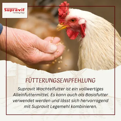 Supravit Wachtelfutter - Alleinfutter Körnermischung für Wachteln Supravit Wachtelfutter - Alleinfutter Körnermischung für Wachteln