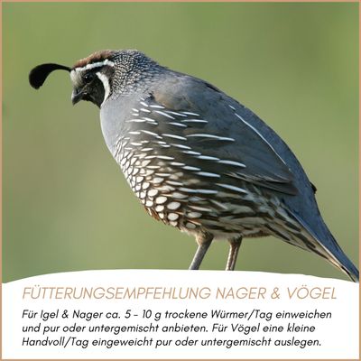 Supravit Mehlwürmer getrocknet - Protein ideal für Vogelfutter & Igelfutter
