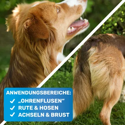 BluePet Entfilzungskamm für Hunde und Katzen, Entfilzer gegen Knoten & Filz BluePet Entfilzungskamm für Hunde und Katzen, Entfilzer gegen Knoten & Filz