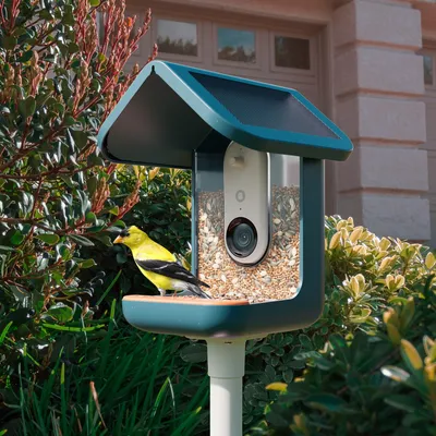 BIRDBUDDY Caméra de surveillance - Mangeoire à Oiseaux Intelligente Solaire