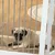 PawHut Hunde-Absperrgitter