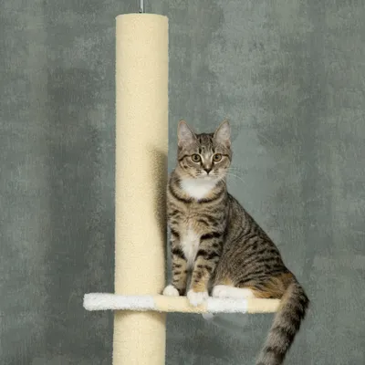 PawHut Kratzbaum