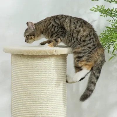 PawHut Kratzbaum PawHut Kratzbaum