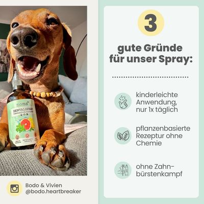 Dentalspray bei Zahnstein für Hunde und Katzen