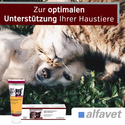 Alfavet ReConvales Päppelpaste Alfavet ReConvales Päppelpaste