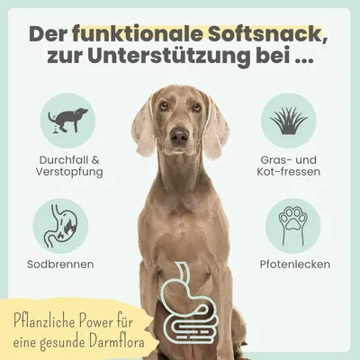 Probio Belly Snacks für Hunde mit BIOTICS³-Komplex: Sodbrennen, Grasfressen Probio Belly Snacks für Hunde mit BIOTICS³-Komplex: Sodbrennen, Grasfressen