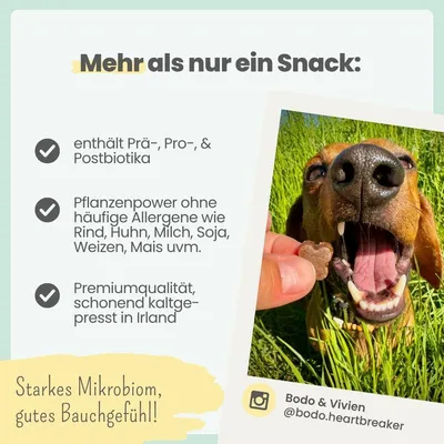 Probio Belly Snacks für Hunde mit BIOTICS³-Komplex: Sodbrennen, Grasfressen Probio Belly Snacks für Hunde mit BIOTICS³-Komplex: Sodbrennen, Grasfressen