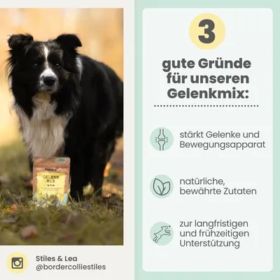 Gelenkmix Sensitiv & vegan für Hunde und Katzen mit Teufelskralle, Kurkuma
