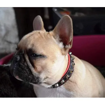 Le collier Rock Le collier Rock