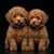 Le collier de chiot Taureau