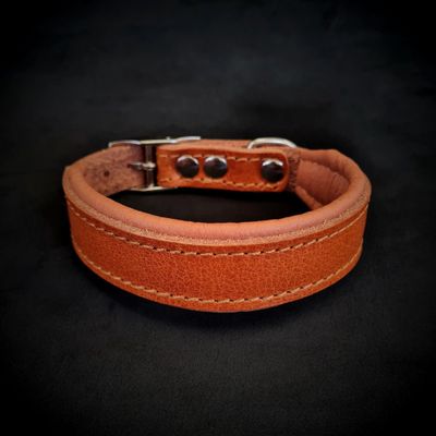 Nettoyez le collier de chiot