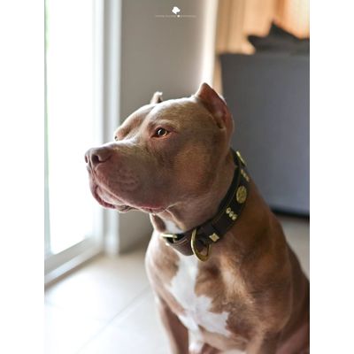 Maximus braun Halsband