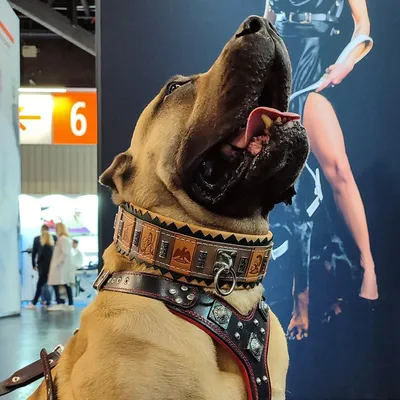 Das SPQR Halsband Das SPQR Halsband