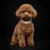 Le collier chiot Balthazar