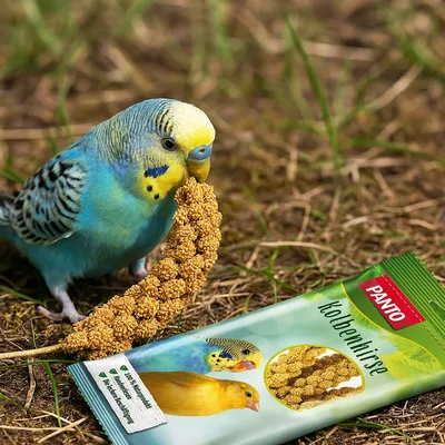 PANTO Kolbenhirse - naturbelassener für Kanarienvögel & Papageien