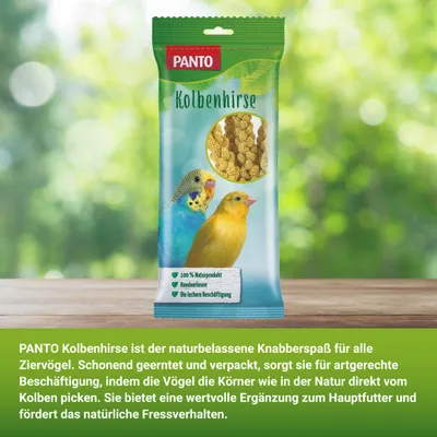 PANTO Kolbenhirse - naturbelassener für Kanarienvögel & Papageien