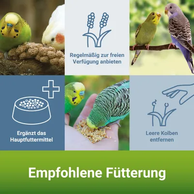 PANTO Kolbenhirse - naturbelassener für Kanarienvögel & Papageien