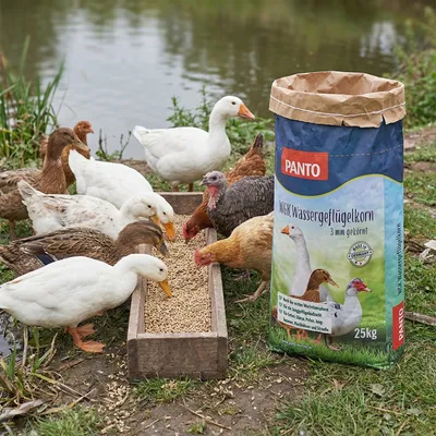 PANTO WGK Wassergeflügelkorn – Folgefutter für Enten und Gänse PANTO WGK Wassergeflügelkorn – Folgefutter für Enten und Gänse