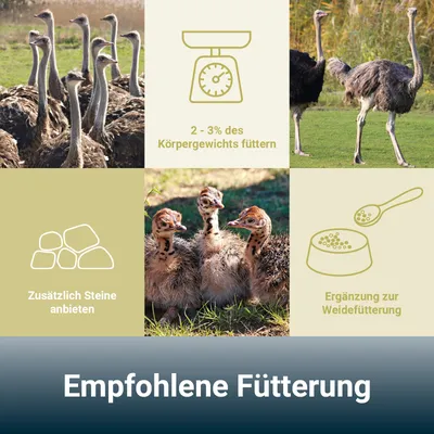 PANTO Straußenkorn – Spezialpellets für Strauße, Emus & Nandus PANTO Straußenkorn – Spezialpellets für Strauße, Emus & Nandus