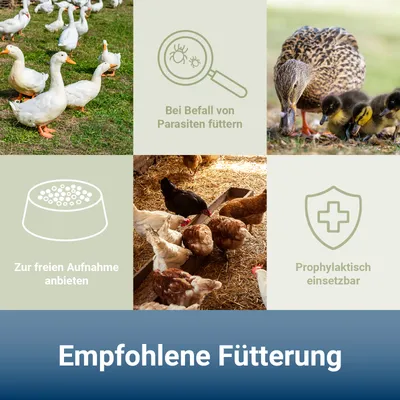 PANTO MilbenRein – Hühner- Geflügelfutter zur natürlichen Milbenreduktion PANTO MilbenRein – Hühner- Geflügelfutter zur natürlichen Milbenreduktion
