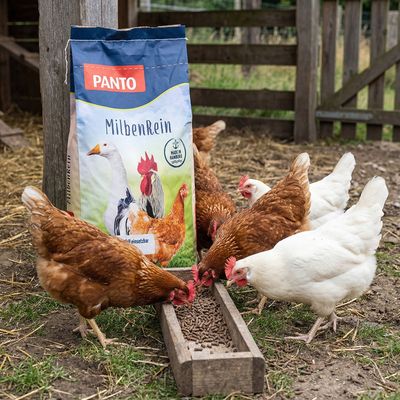 PANTO MilbenRein – Hühner- Geflügelfutter zur natürlichen Milbenreduktion