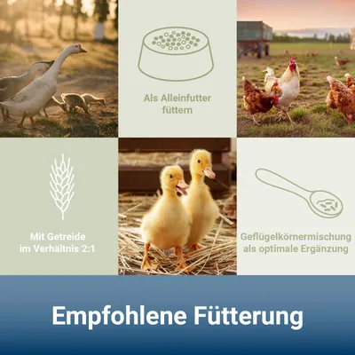 PANTO Unikorn – Allround-Futter für Geflügel unterstützt Aufzucht und Mast PANTO Unikorn – Allround-Futter für Geflügel unterstützt Aufzucht und Mast