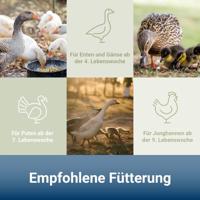PANTO WGK Wassergeflügelkorn – Folgefutter für Enten und Gänse