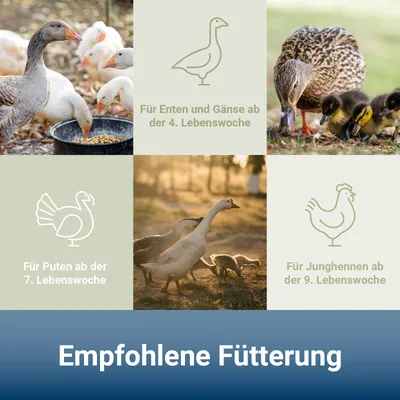 PANTO WGK Wassergeflügelkorn – Folgefutter für Enten und Gänse PANTO WGK Wassergeflügelkorn – Folgefutter für Enten und Gänse