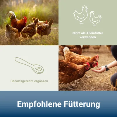 PANTO GKM Geflügelkörnermischung – Geflügelfutter mit Sonnenblumenkernen