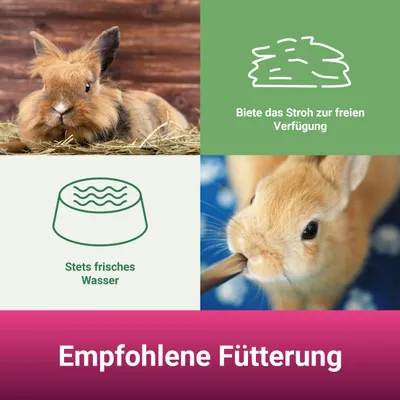 PANTO PANTO Stroh – entstaubtes Nagerstroh, Einstreu für den Käfig