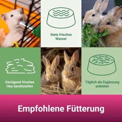 PANTO Löwenzahn - Snack für Nager und Zwergkaninchen