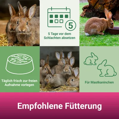 PANTO Kaninchenfutter Cocci – ausgewogenes Futter für Mastkaninchen PANTO Kaninchenfutter Cocci – ausgewogenes Futter für Mastkaninchen