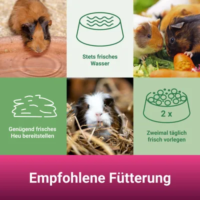 PANTO Meerschweinchenfutter - Nagerfutter mit Möhren & Vitamin C
