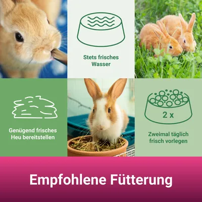PANTO Zwergkaninchenfutter – bunte Mischung mit Möhren PANTO Zwergkaninchenfutter – bunte Mischung mit Möhren