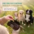 HUND IST KÖNIG Futterdummy für Hunde, Apportierbeutel Dummy Hundetraining