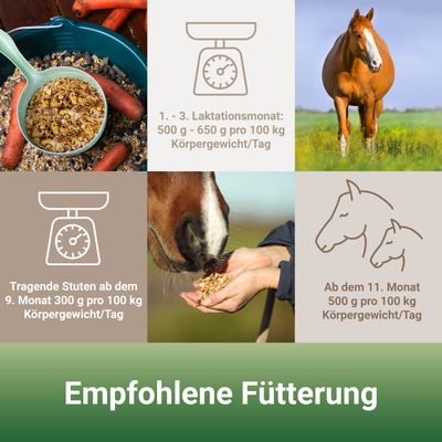 PANTO Zucht- & Fohlenmüsli – Für Zuchtstuten, Jungpferde & Fohlen