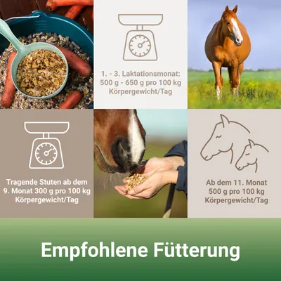 PANTO Zucht- & Fohlenmüsli – Für Zuchtstuten, Jungpferde & Fohlen