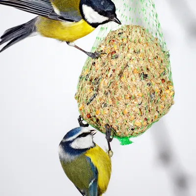 PANTO Meisenknödel mit Netz – Fettfutter für Wildvögel