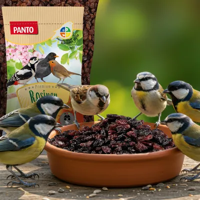 PANTO Rosinen - Wildvogelfutter für Amseln, Drosseln & Gartenvögel