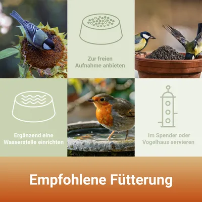 PANTO Sonnenblumenkerne schwarz - Wildvogelfutter für Gartenvögel