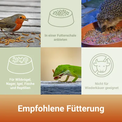 PANTO Mehlwürmer - Proteinreicher getrockneter Snack